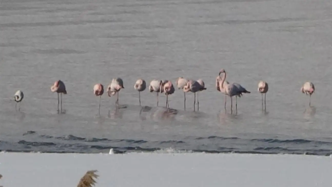 Van Gölü Havzasında flamingolar göç etmedi
