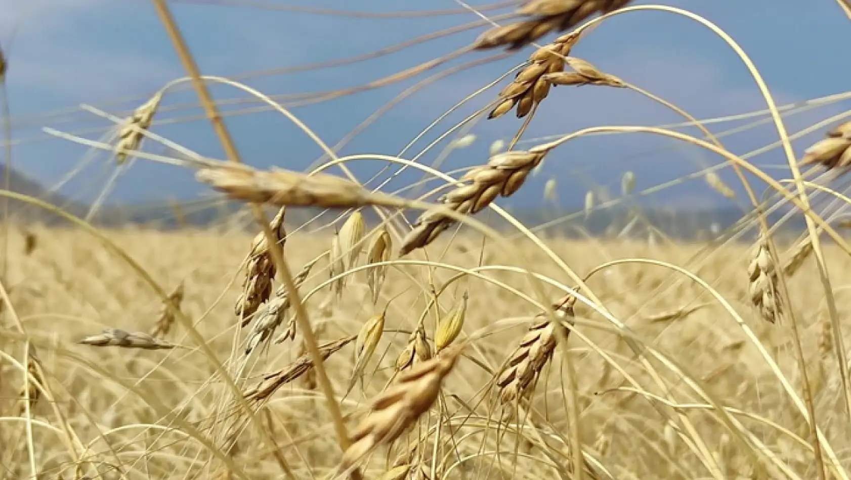 13 bin yıllık kavılca buğdayında hasat dönemi