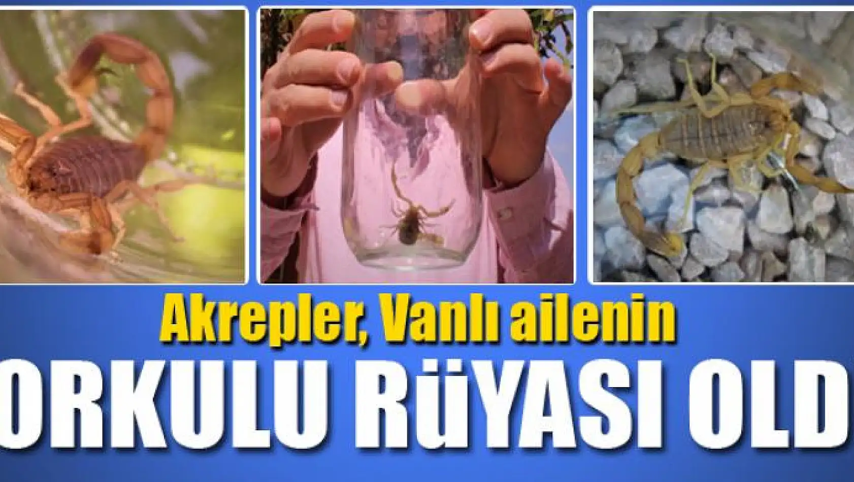 Van'da bir evi akrepler bastı