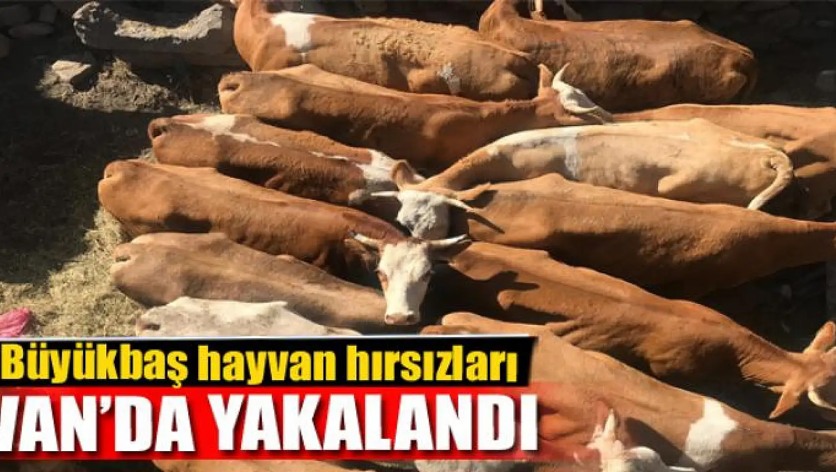 Büyükbaş hayvan hırsızları Van'da yakalandı