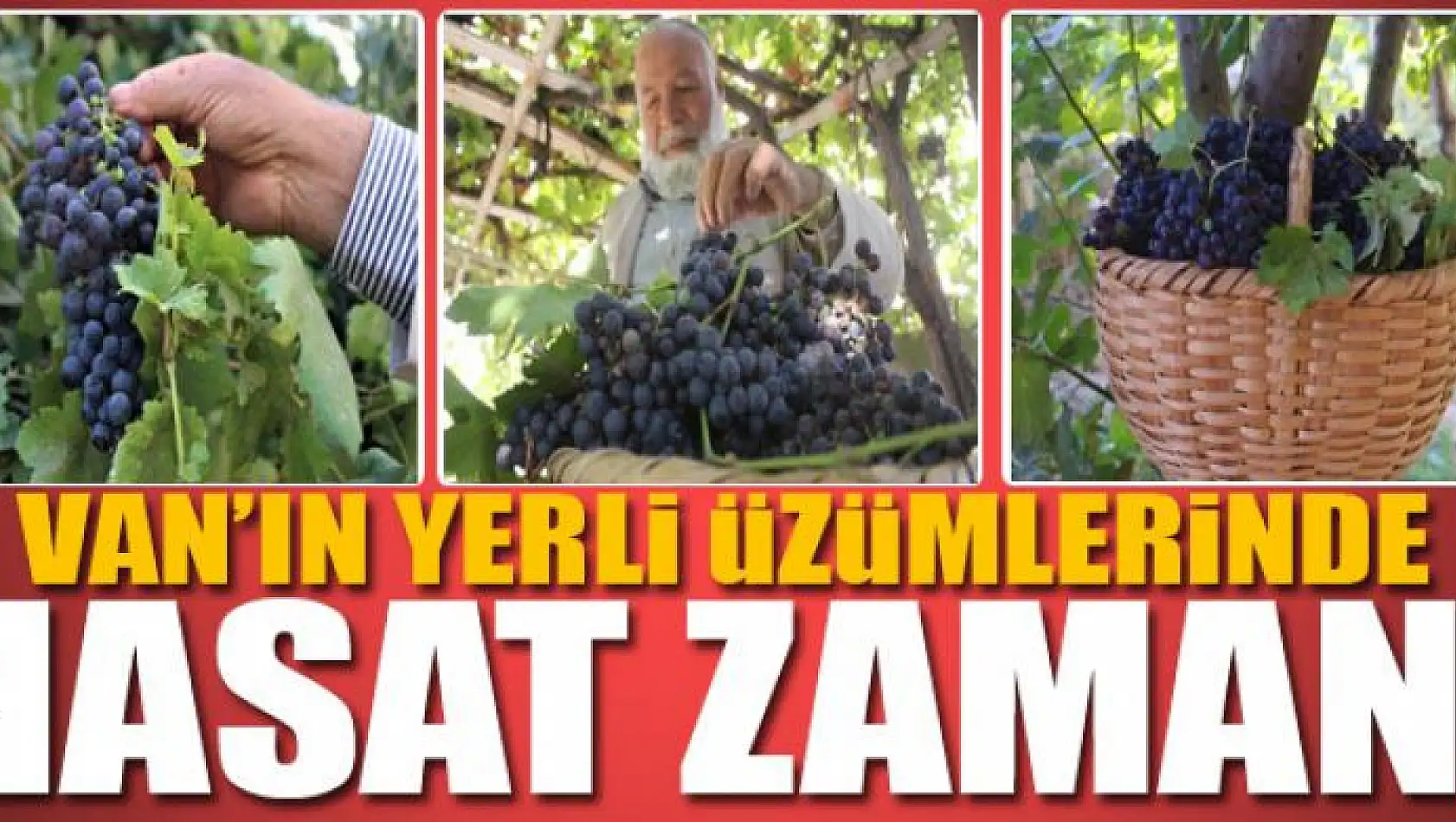 Van'ın yerli üzümlerinde hasat zamanı