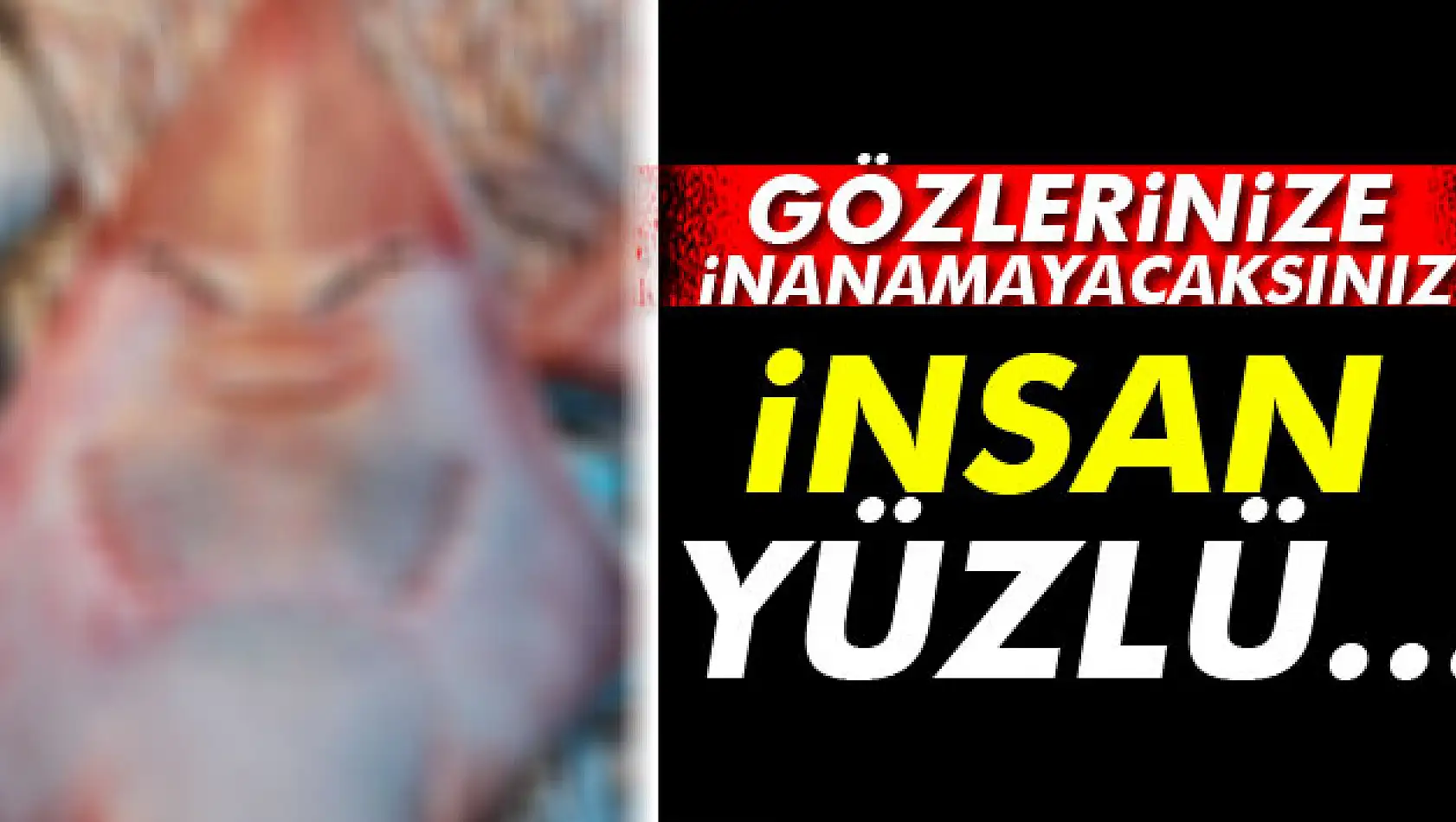 İnsan yüzlü balık görenleri şaşırtıyor