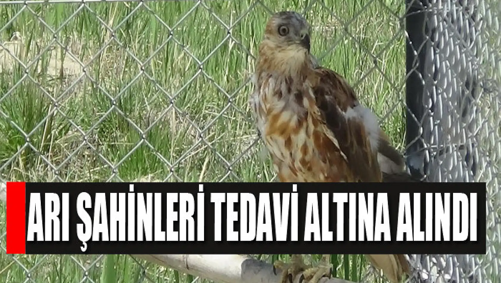 Arı Şahinleri tedavi altına alındı