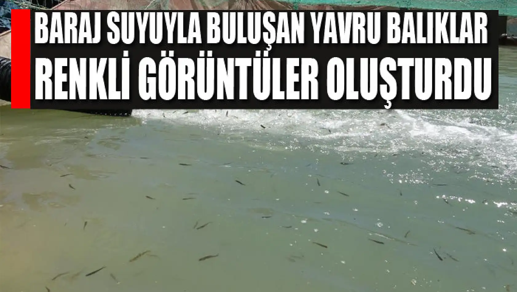 Baraj suyuyla buluşan yavru balıklar renkli görüntüler oluşturdu