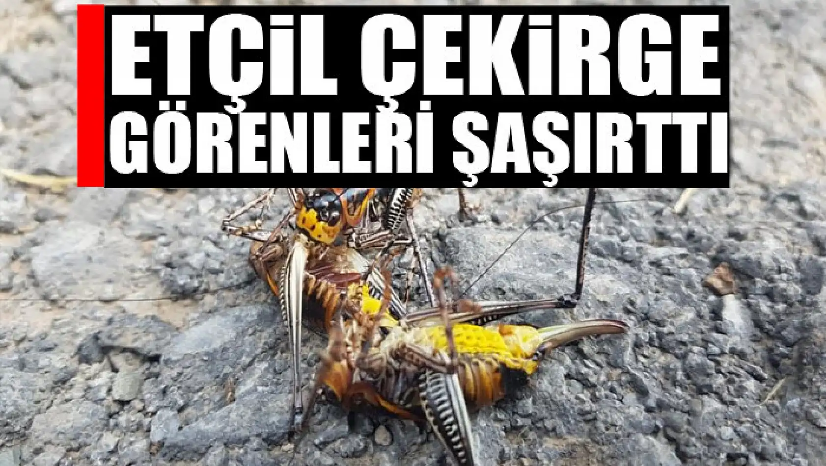 Etçil çekirge görenleri şaşırttı