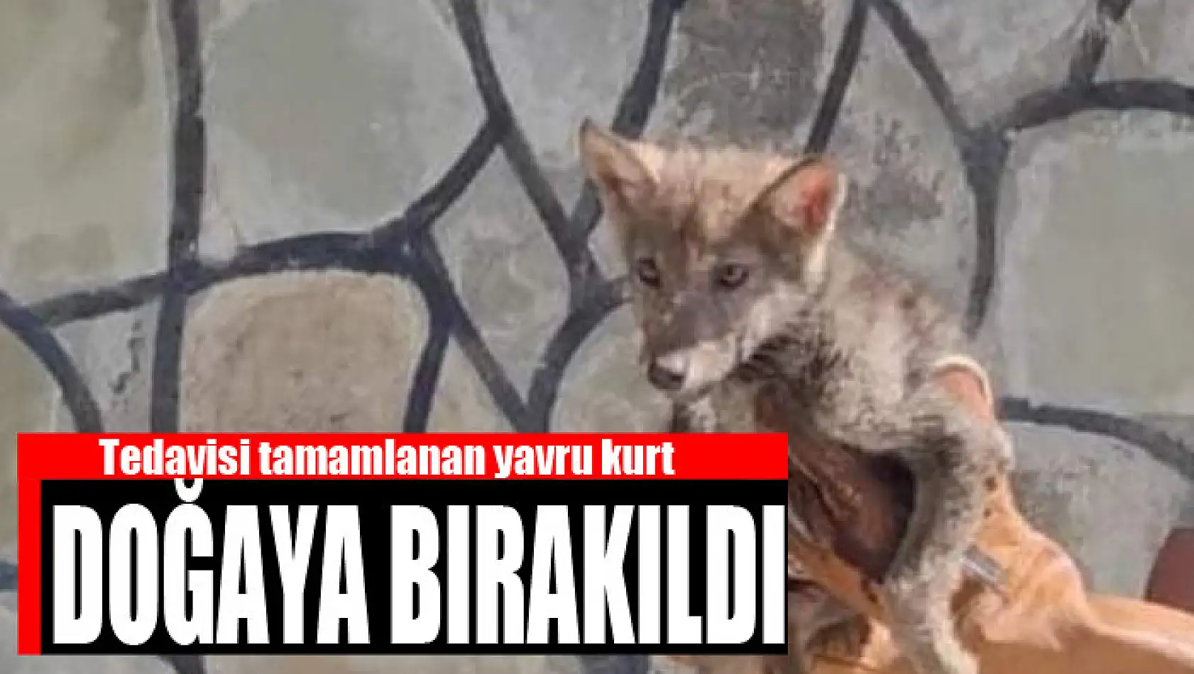 Tedavisi tamamlanan yavru kurt doğaya bırakıldı