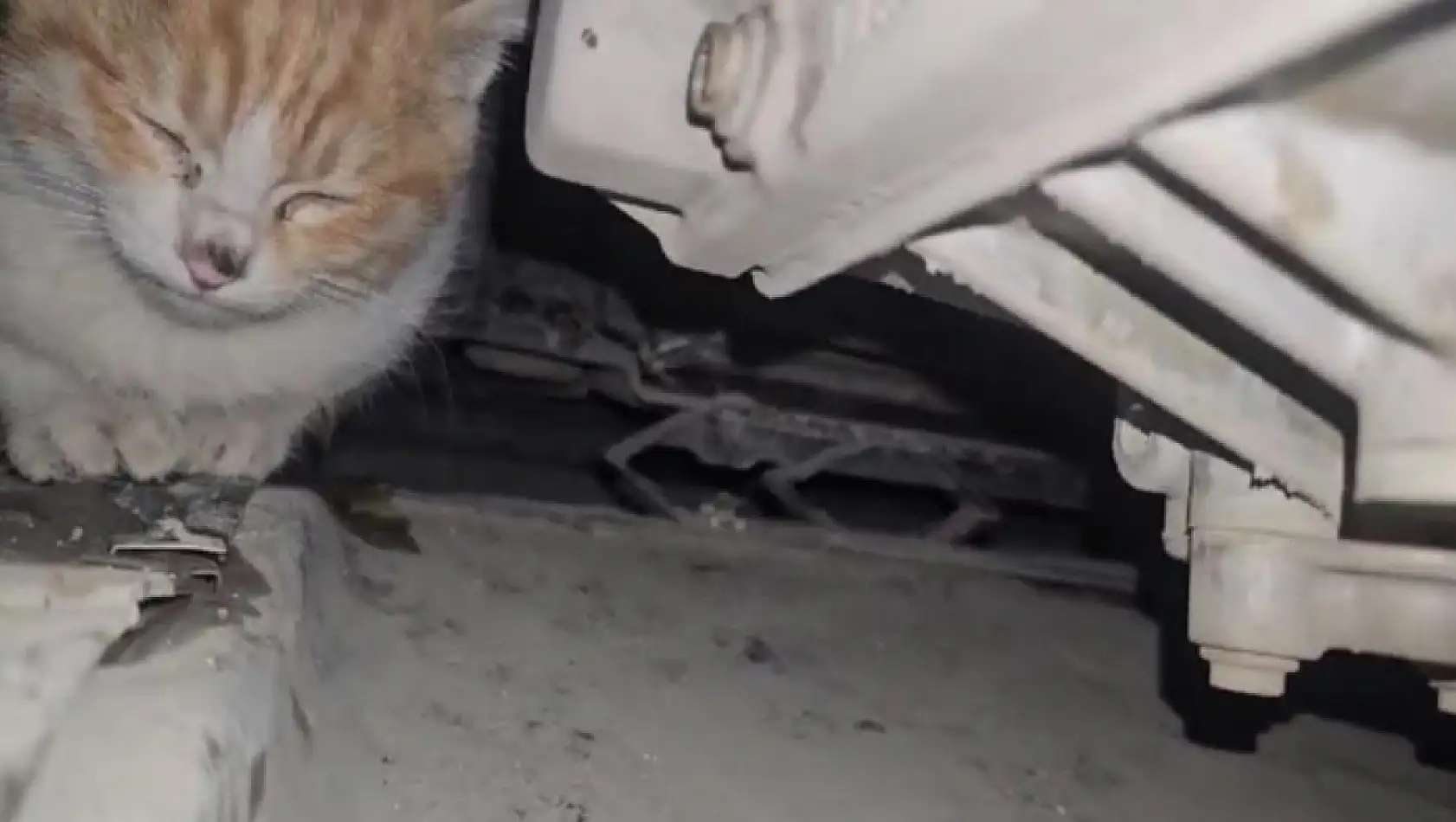 Aracın motor bölmesine giren kedi kurtarıldı