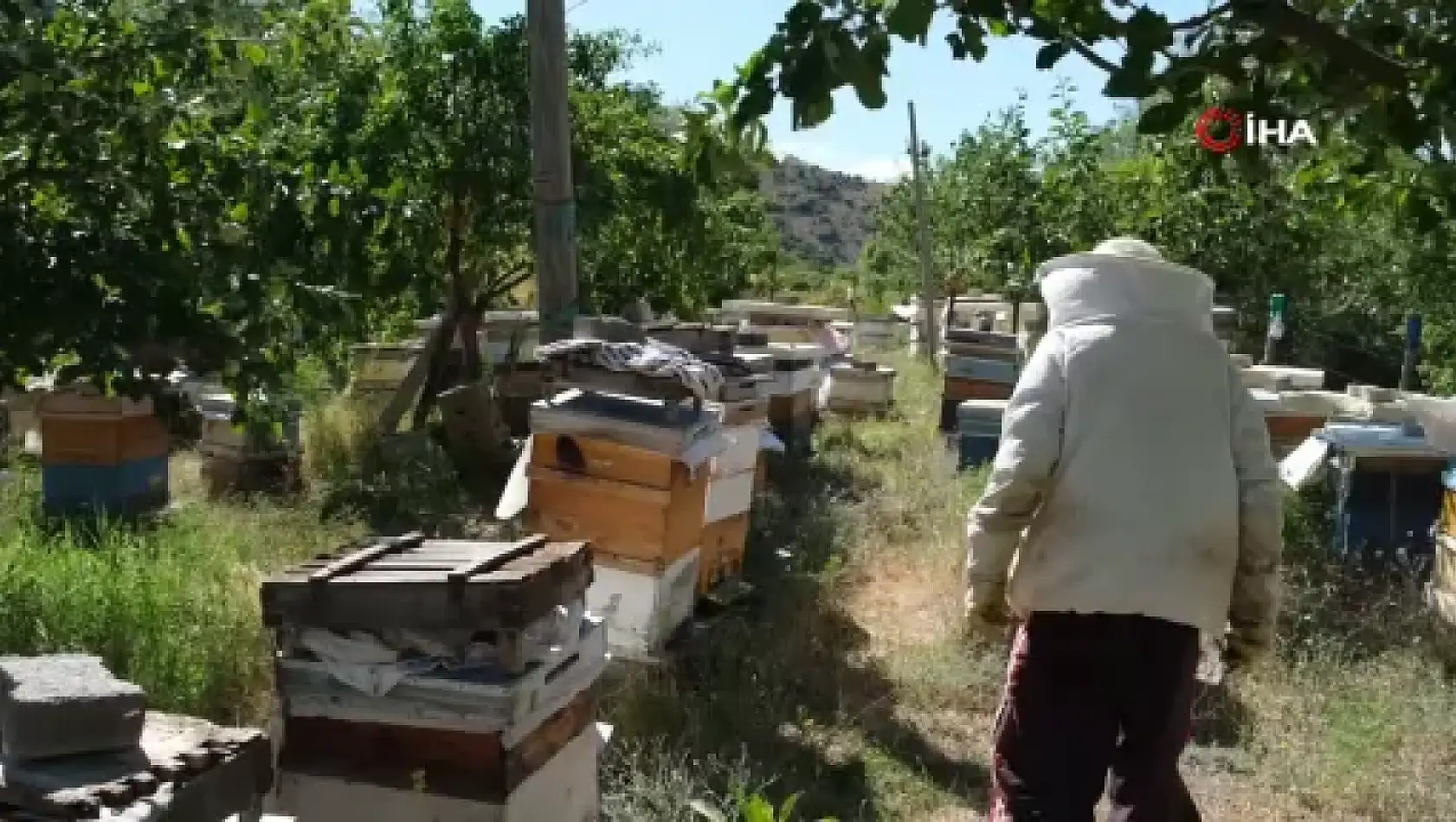 Arıcılar hasat için gün sayıyor