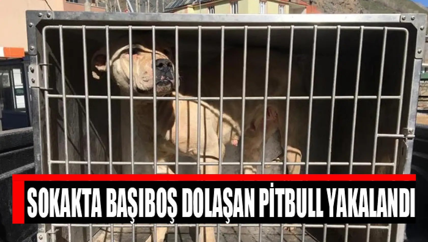 Çatak'ta başıboş dolaşan pitbull yakalandı