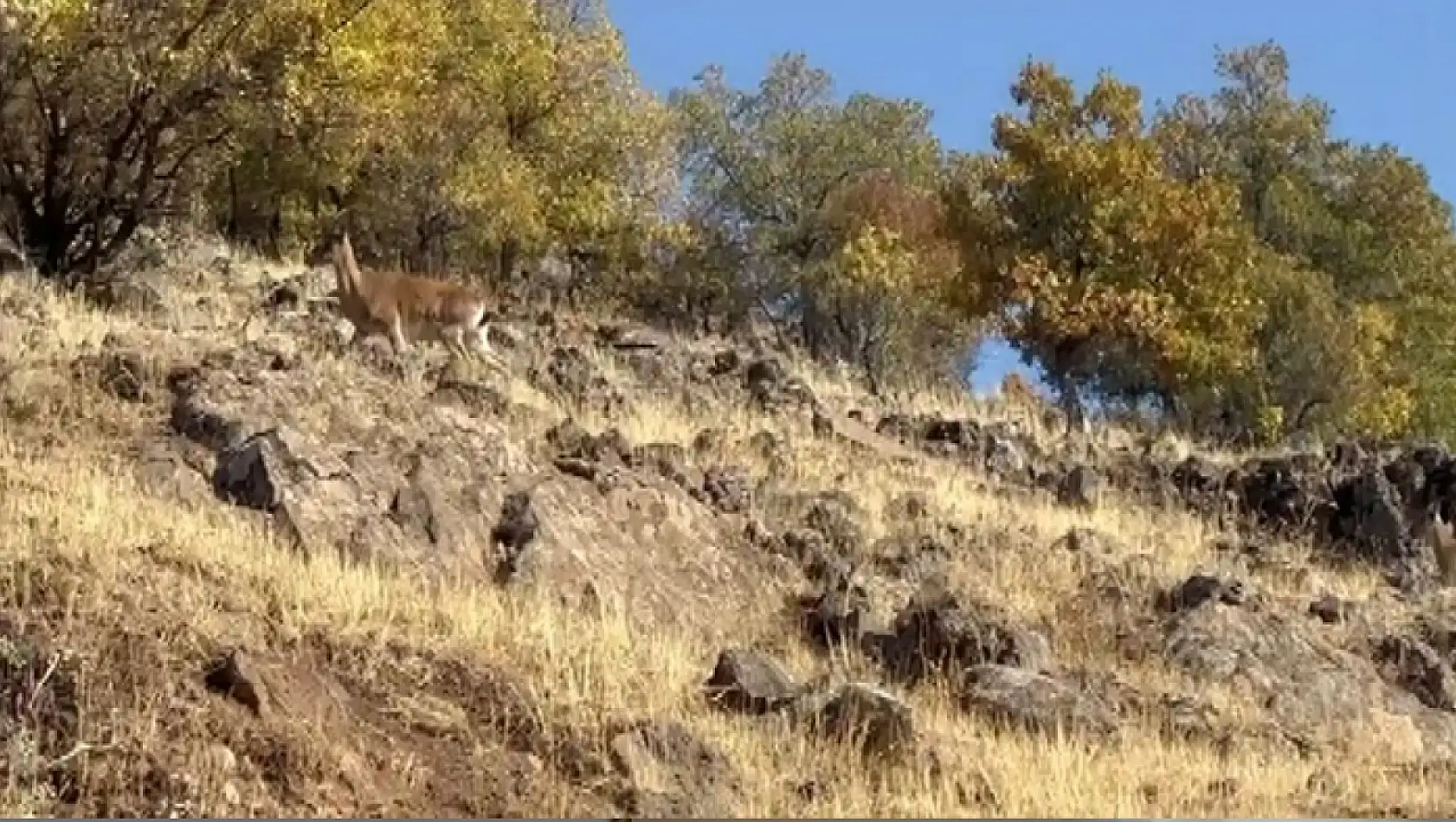 Dağ keçileri görüntülendi