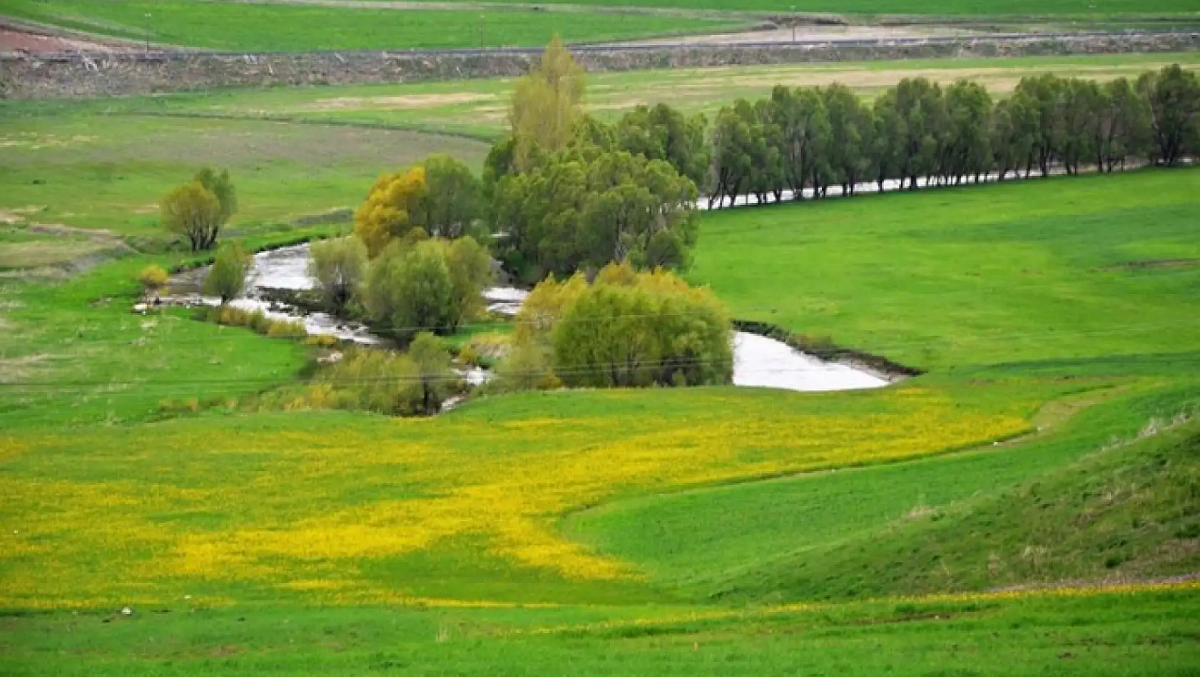 Doğu orman fakiri