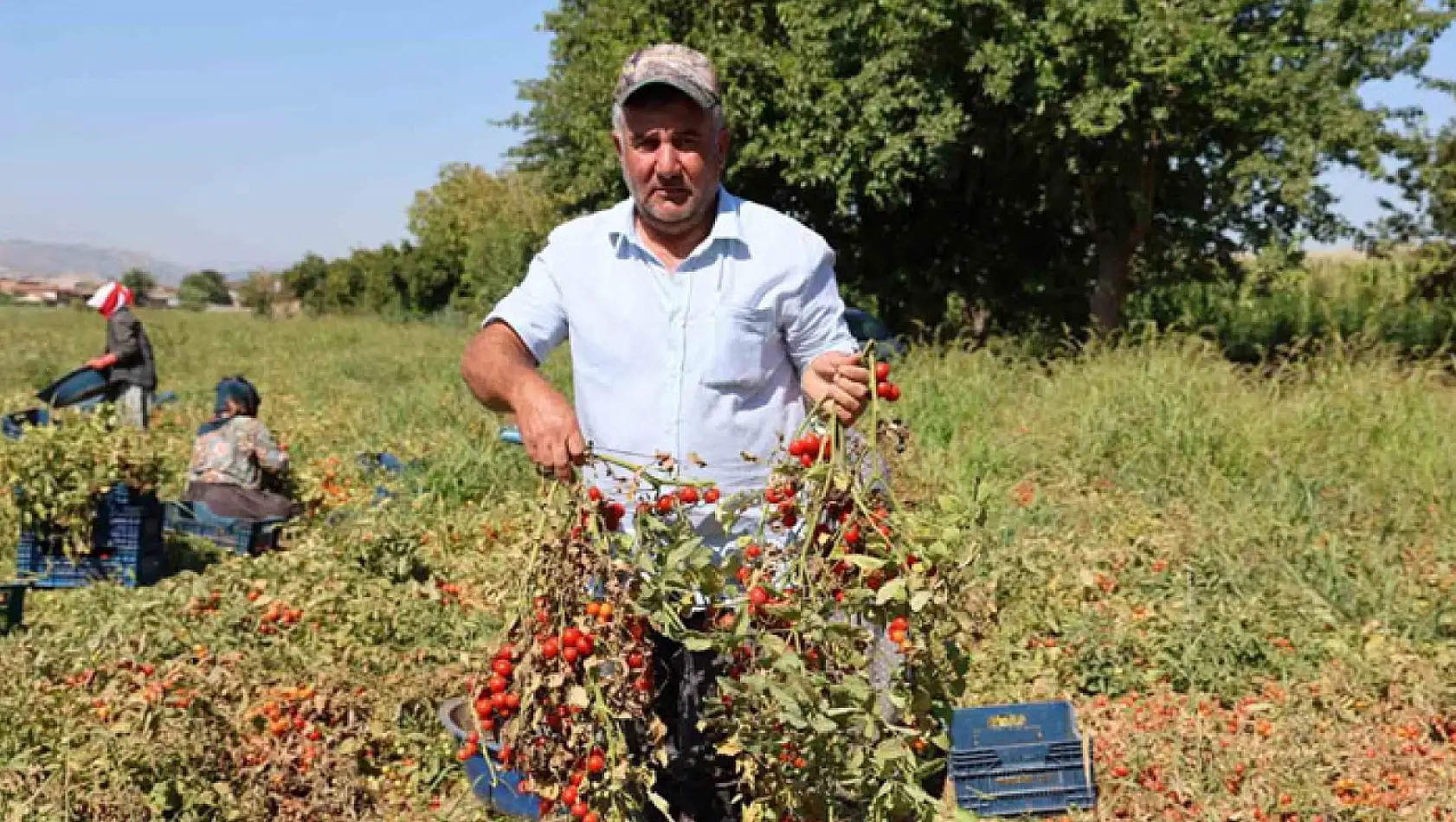 Domateste salçalık üzdü, sofralık ve ihracat sevindirdi