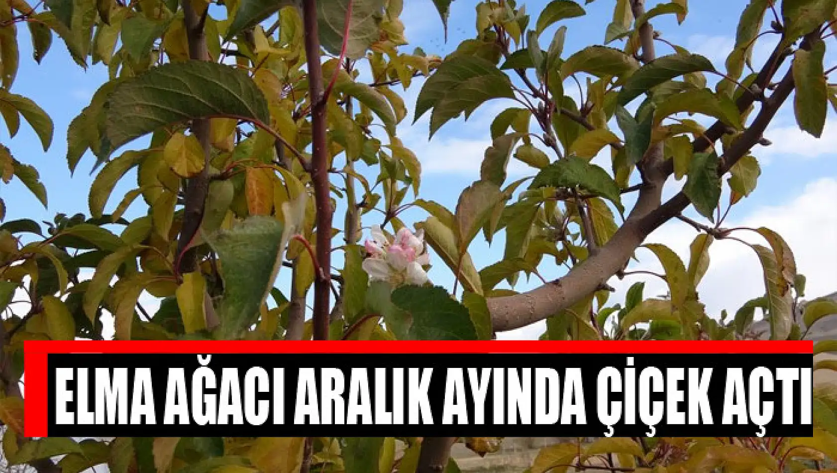 Elma ağacı aralık ayında çiçek açtı