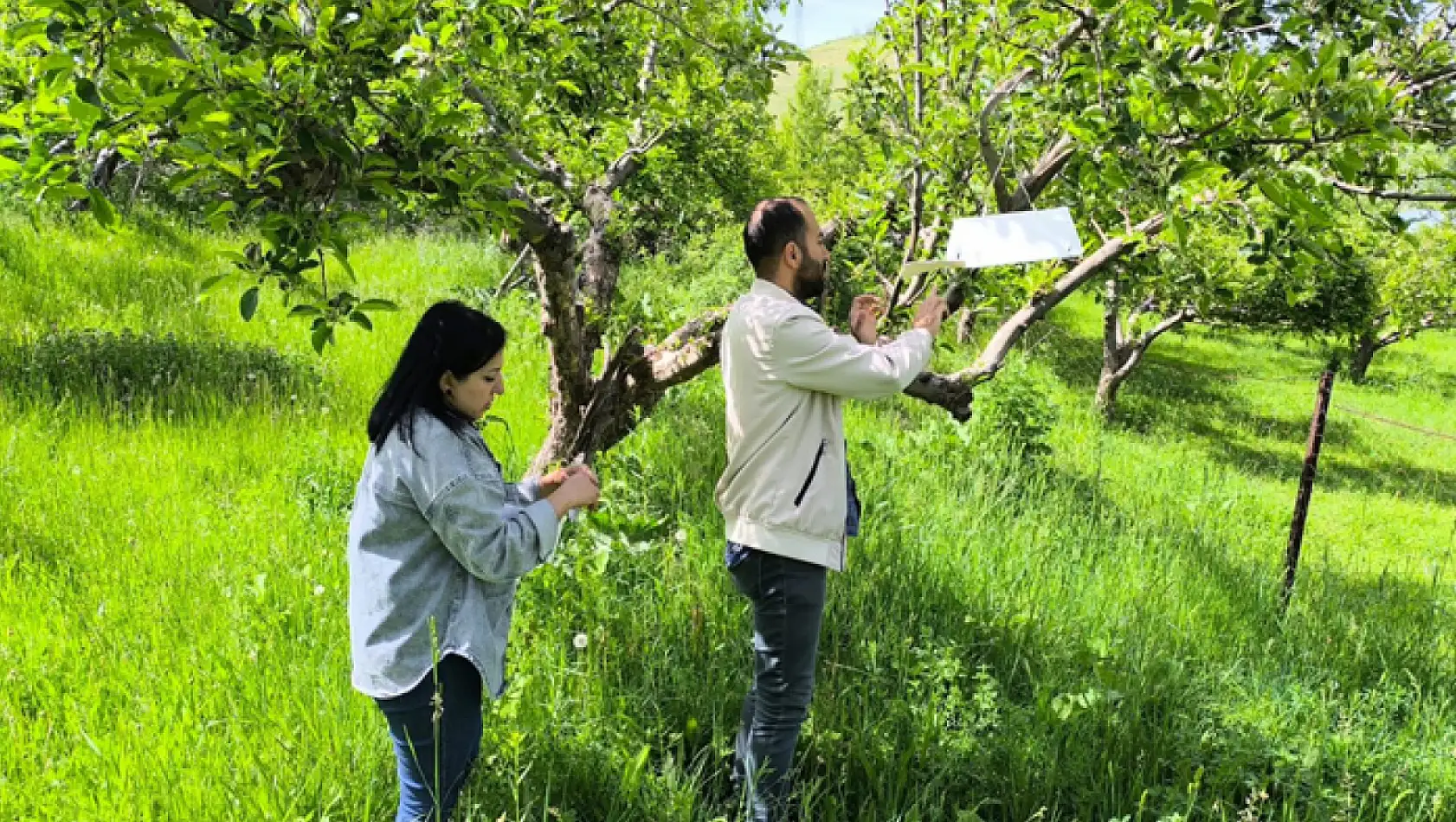 Elma üreticilerine uyarı