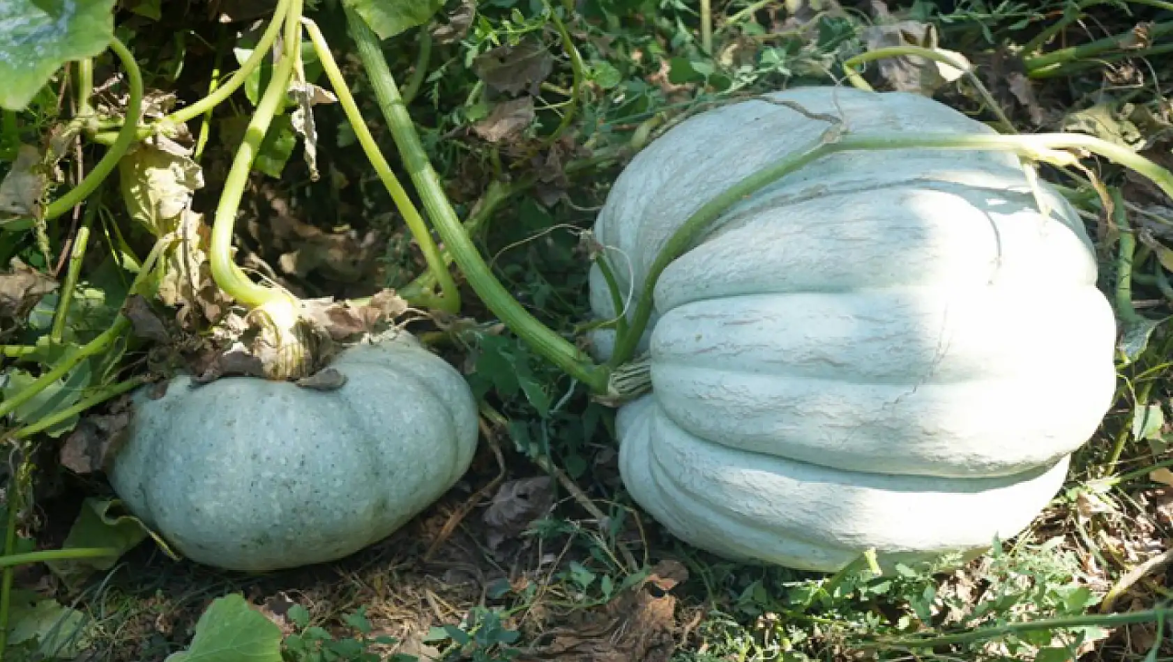 Görenler hayrete düşüyor! Tam 50 kilo ağırlığında