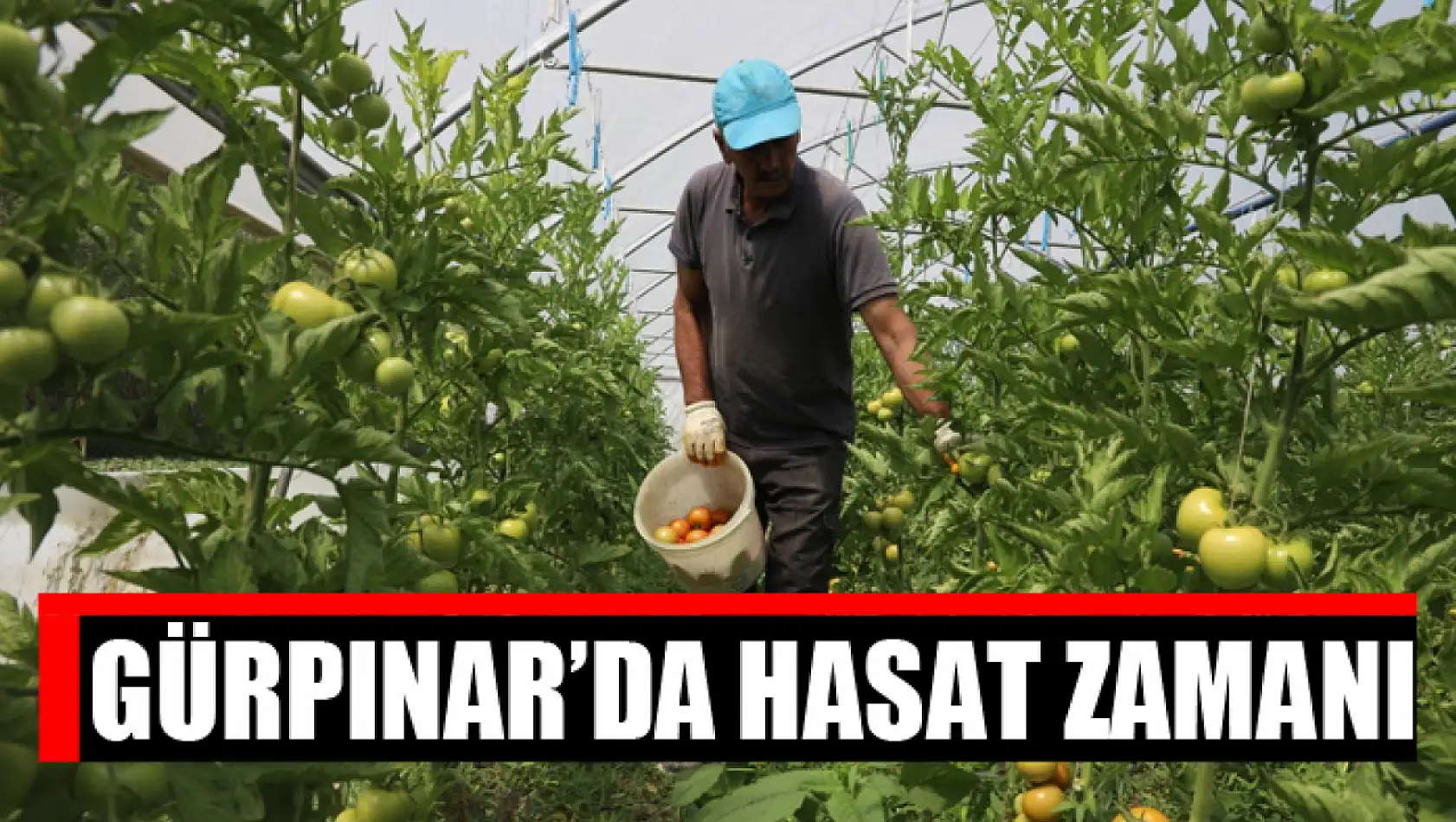 Gürpınar'da hasat zamanı