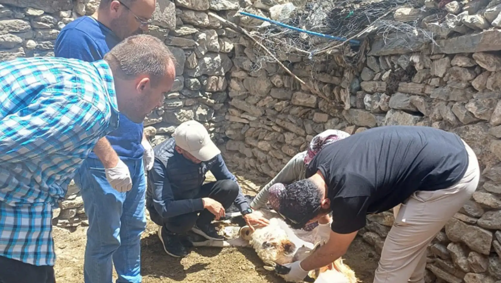 Gürpınar'da hayvancılık işletmeleri ziyaret edildi