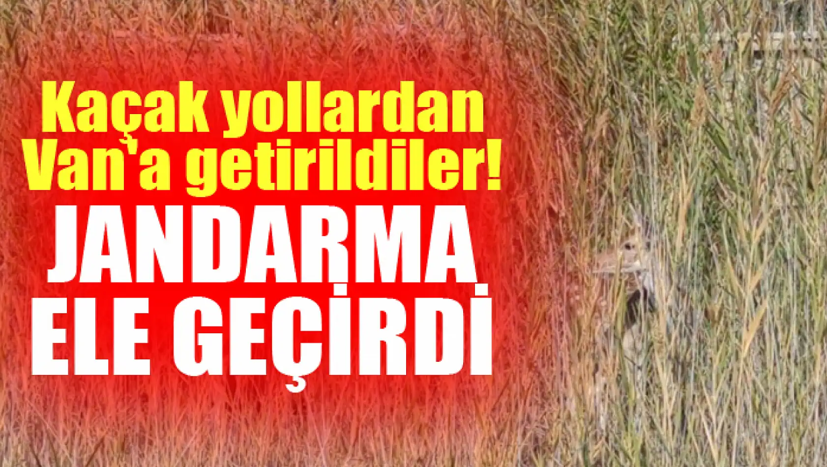 Kaçak yollardan Van'a getirildiler! Jandarma ele geçirdi