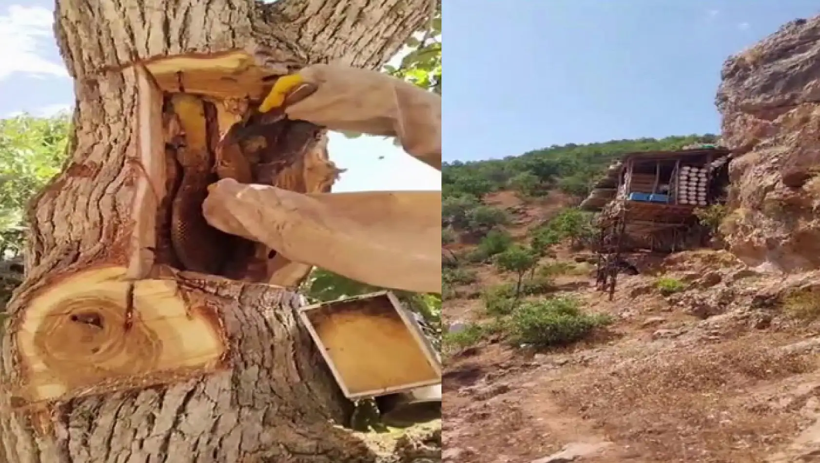 Kayalıkların arasında bal üretiyor