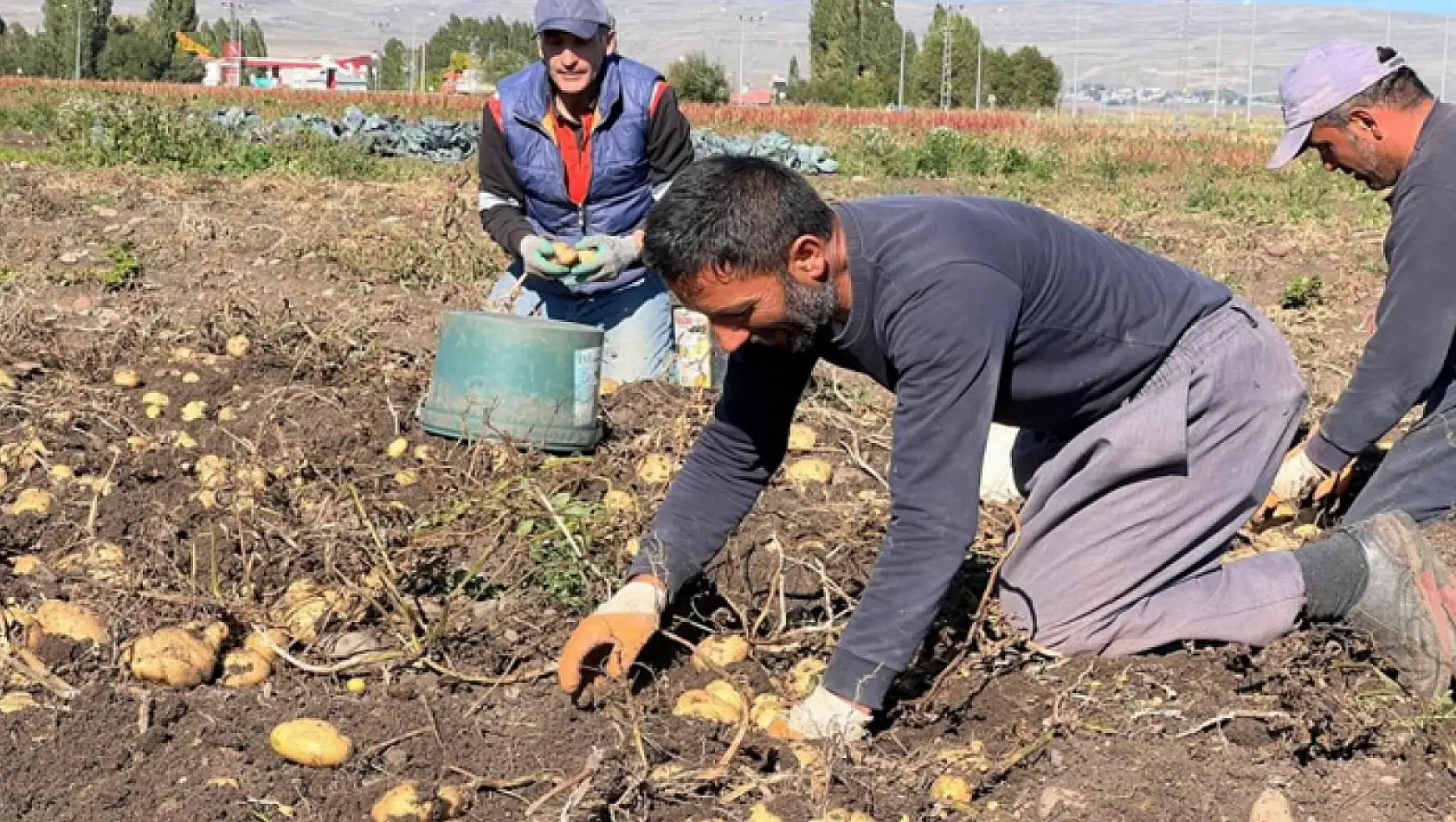 Kışlık patates hasadı başladı