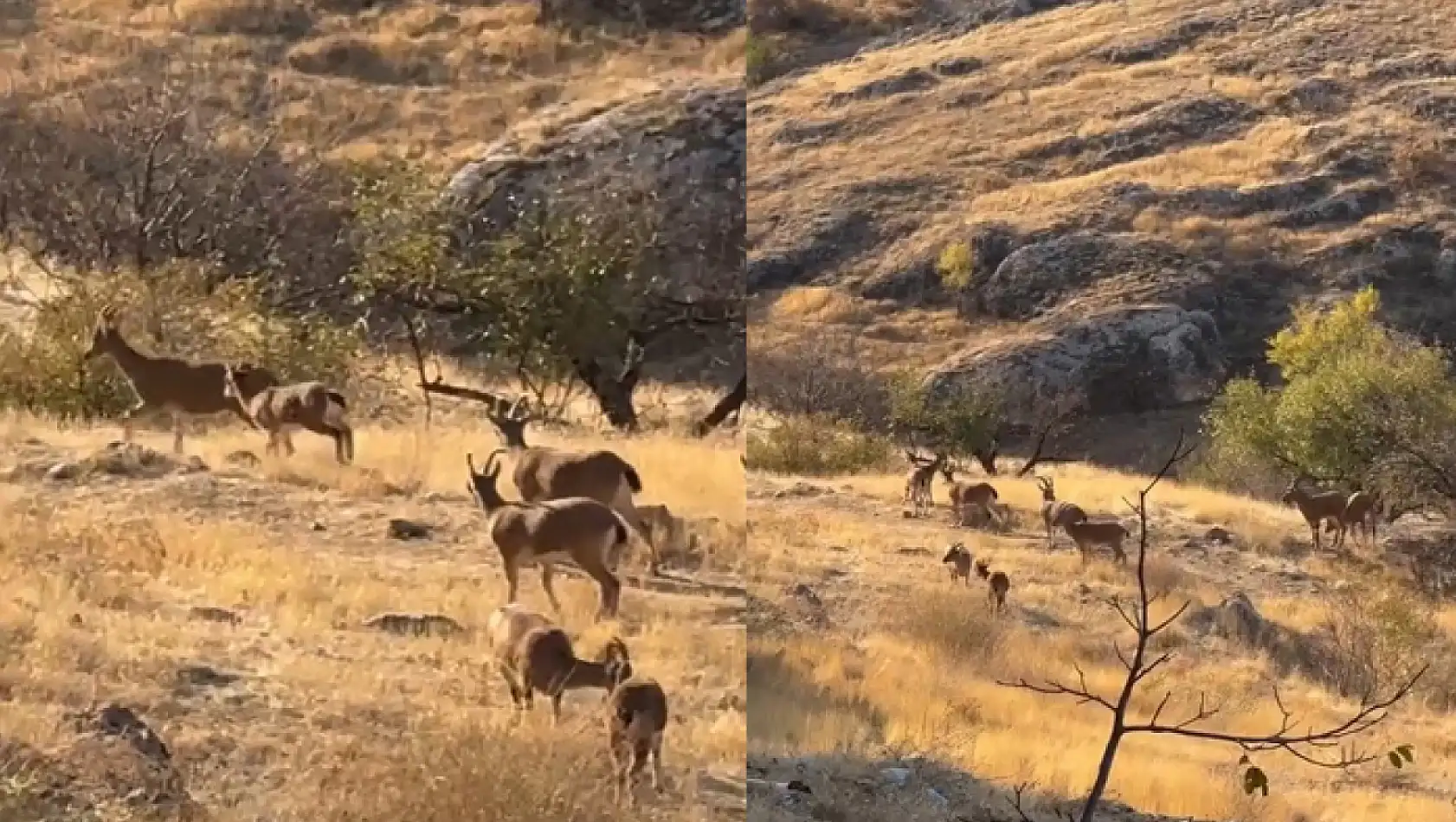 Koruma altında olan dağ keçileri görüntülendi