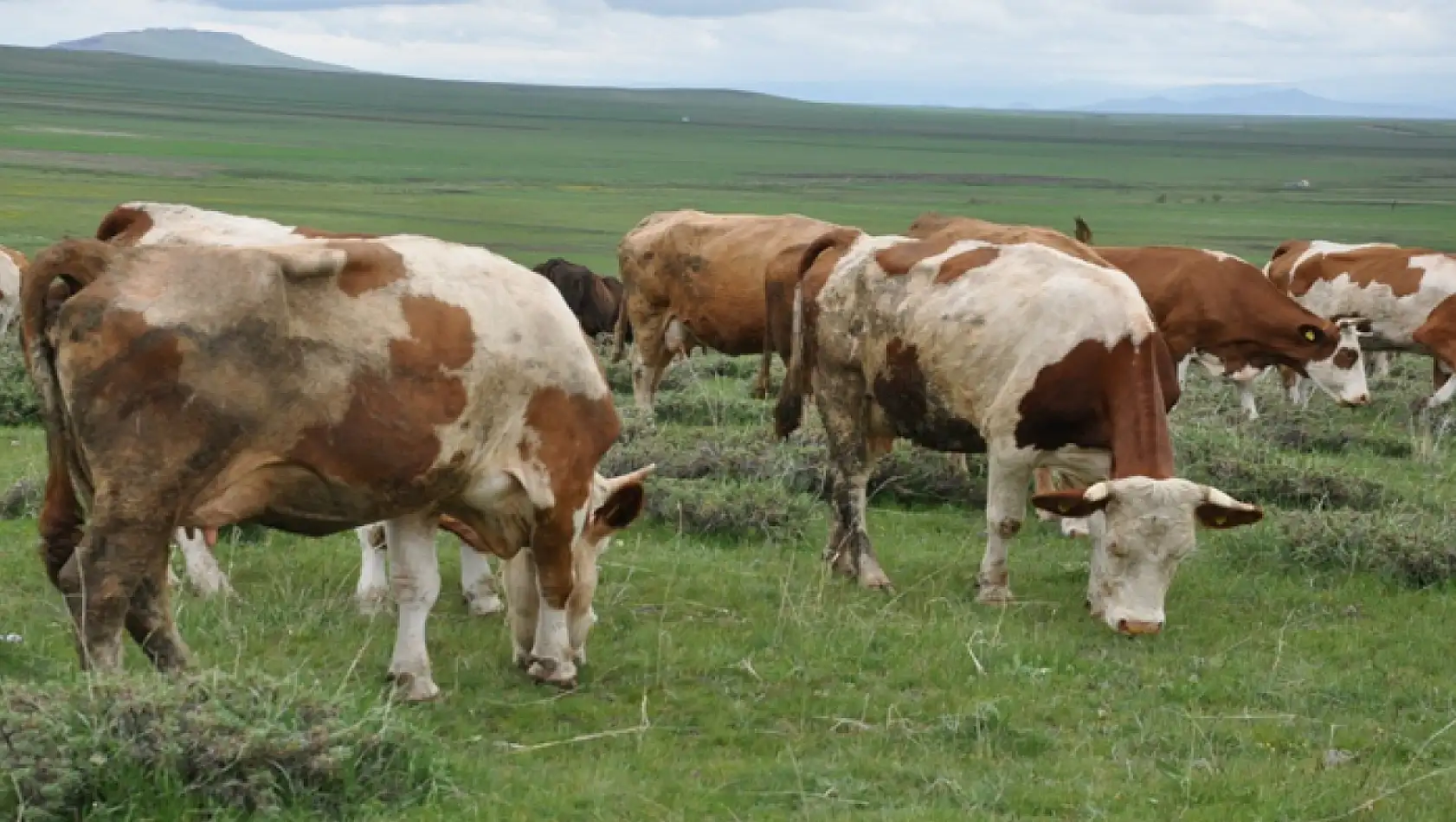 Kurban alırken nelere dikkat edilmeli! Uzmanı açıkladı