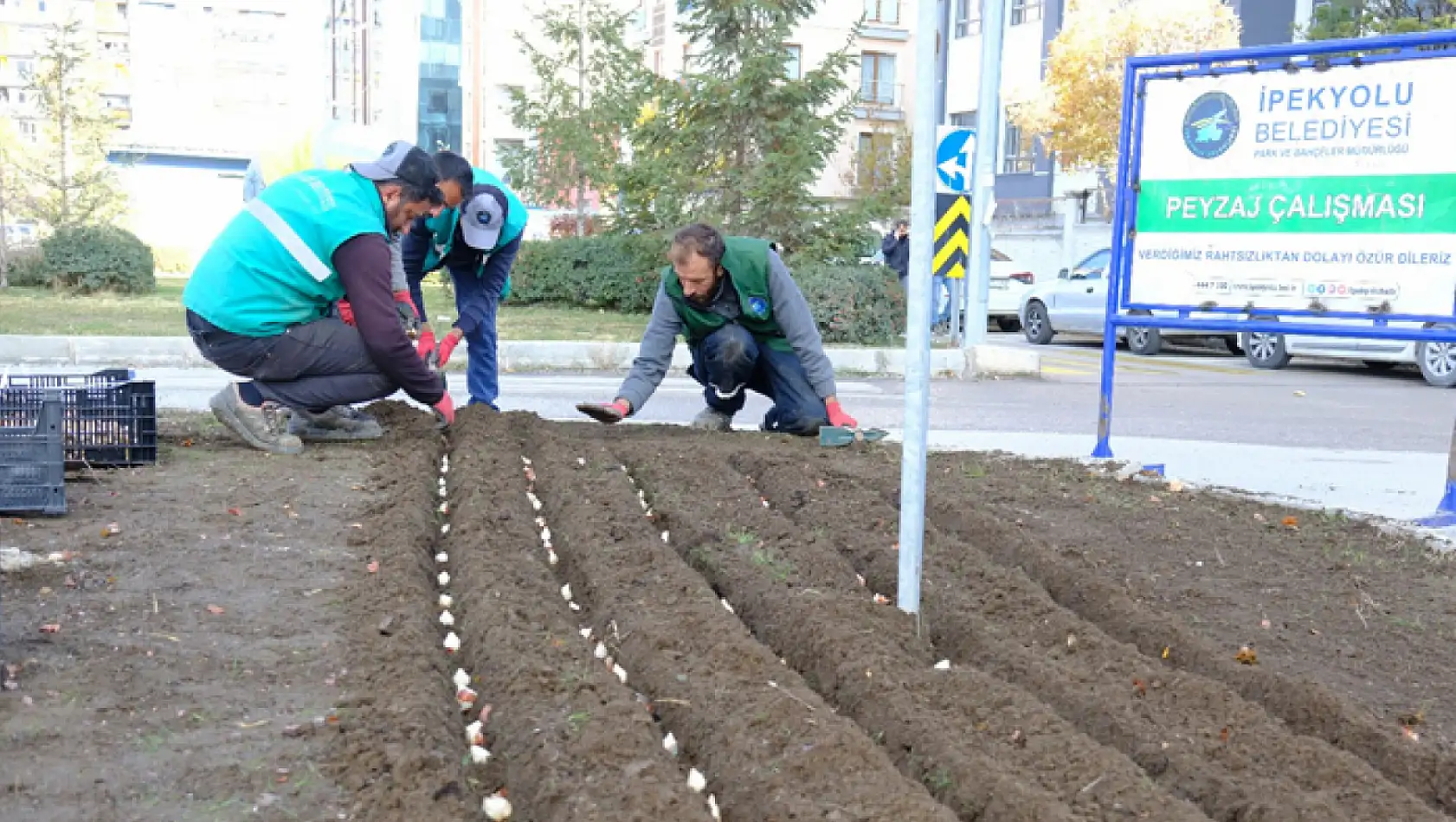 Lale soğanları toprakla buluştu