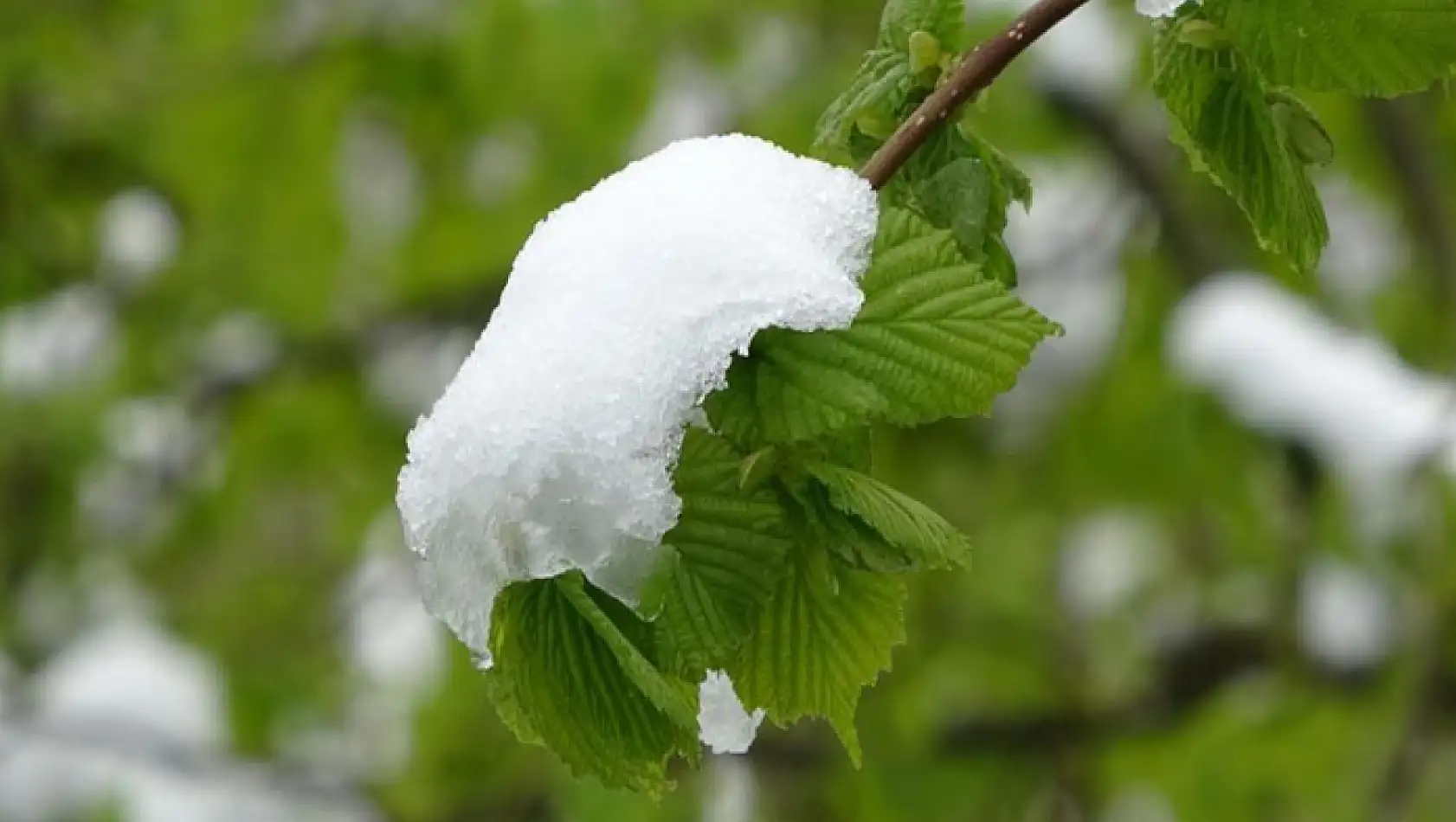 Meteorolojiden zirai don uyarısı