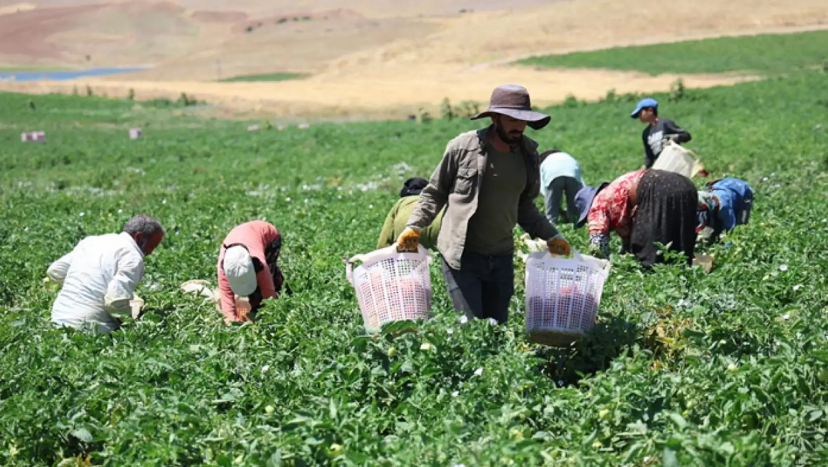 Mevsimlik işçilerin sıcak altında ekmek mücadelesi