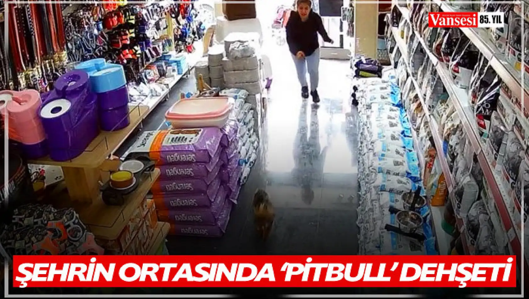 Şehrin ortasında 'Pitbull' vahşeti