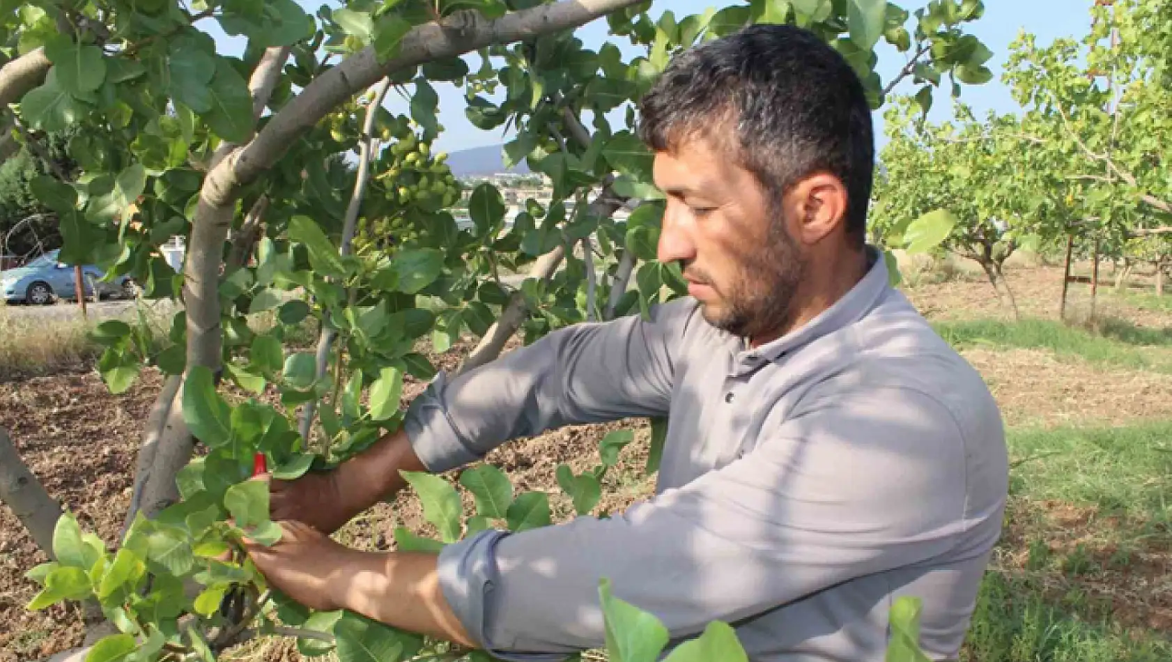 Siirt fıstığının aşılama dönemi başladı