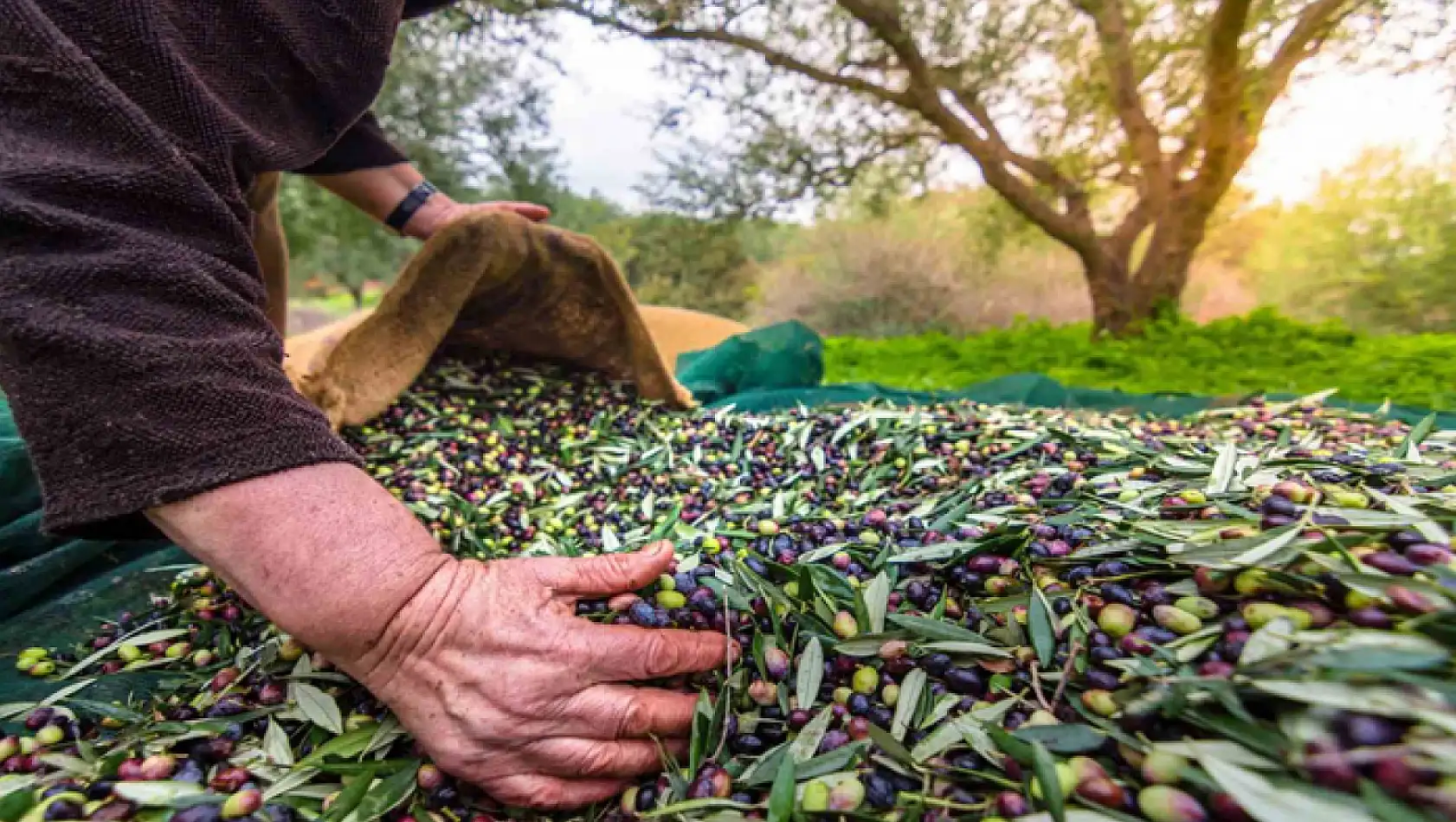 Sofralık zeytin ihracatı 200 milyon dolara koşuyor