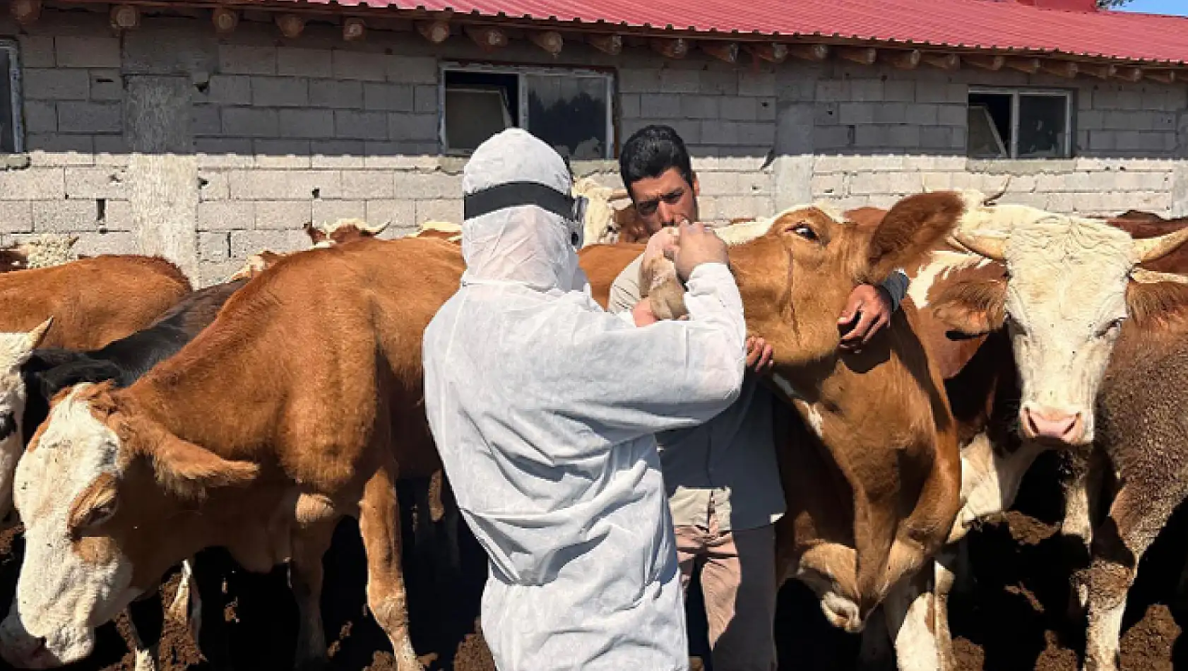 Sonbahar şap aşılama kampanyası başladı