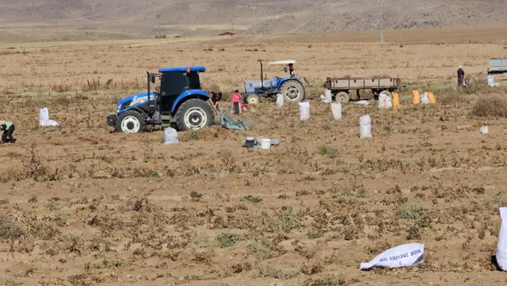 Tarlasındaki patatesleri bedavaya dağıttı