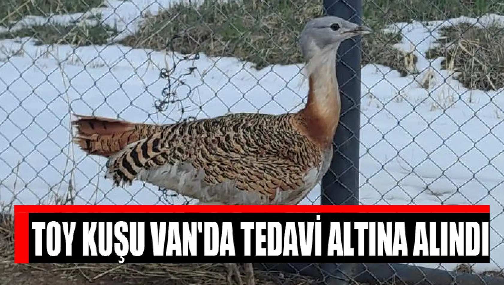 Toy kuşu Van'da tedavi altına alındı