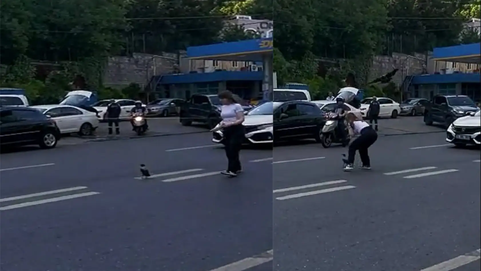 Trafiği durdurup yardım etmek istedi, karganın saldırısına uğradı: O anlar kamerada