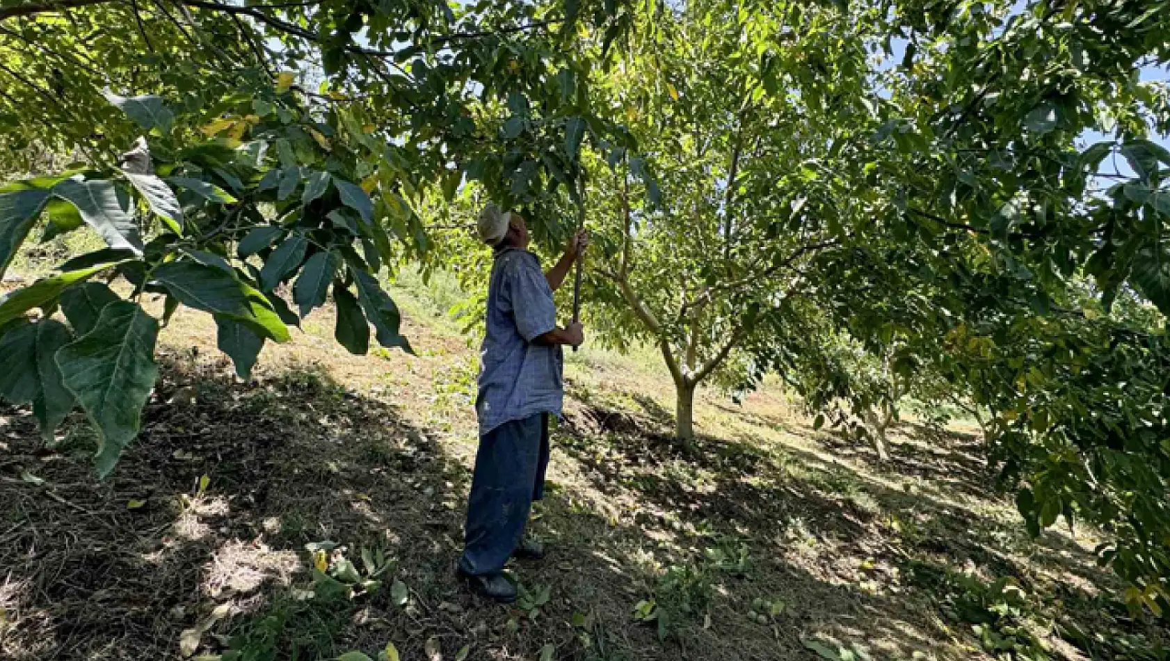 Üreticilerin ceviz hasadı mesaisi başladı