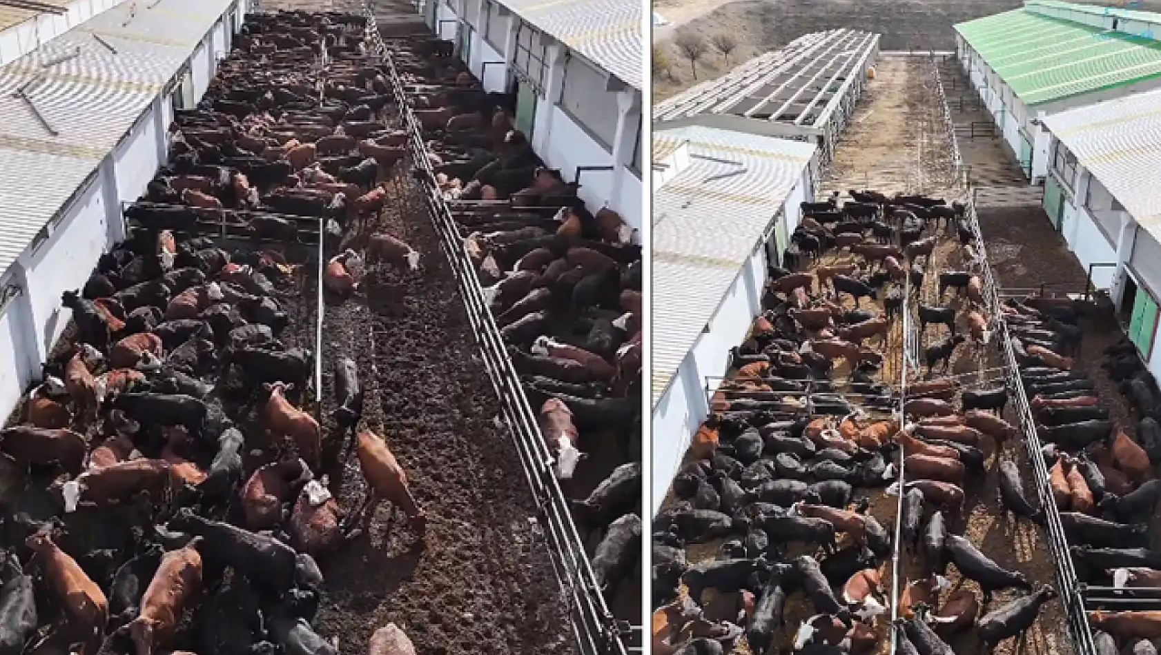 Vali Balcı: Düve Üretim Merkezi Van'a hayırlı olsun!