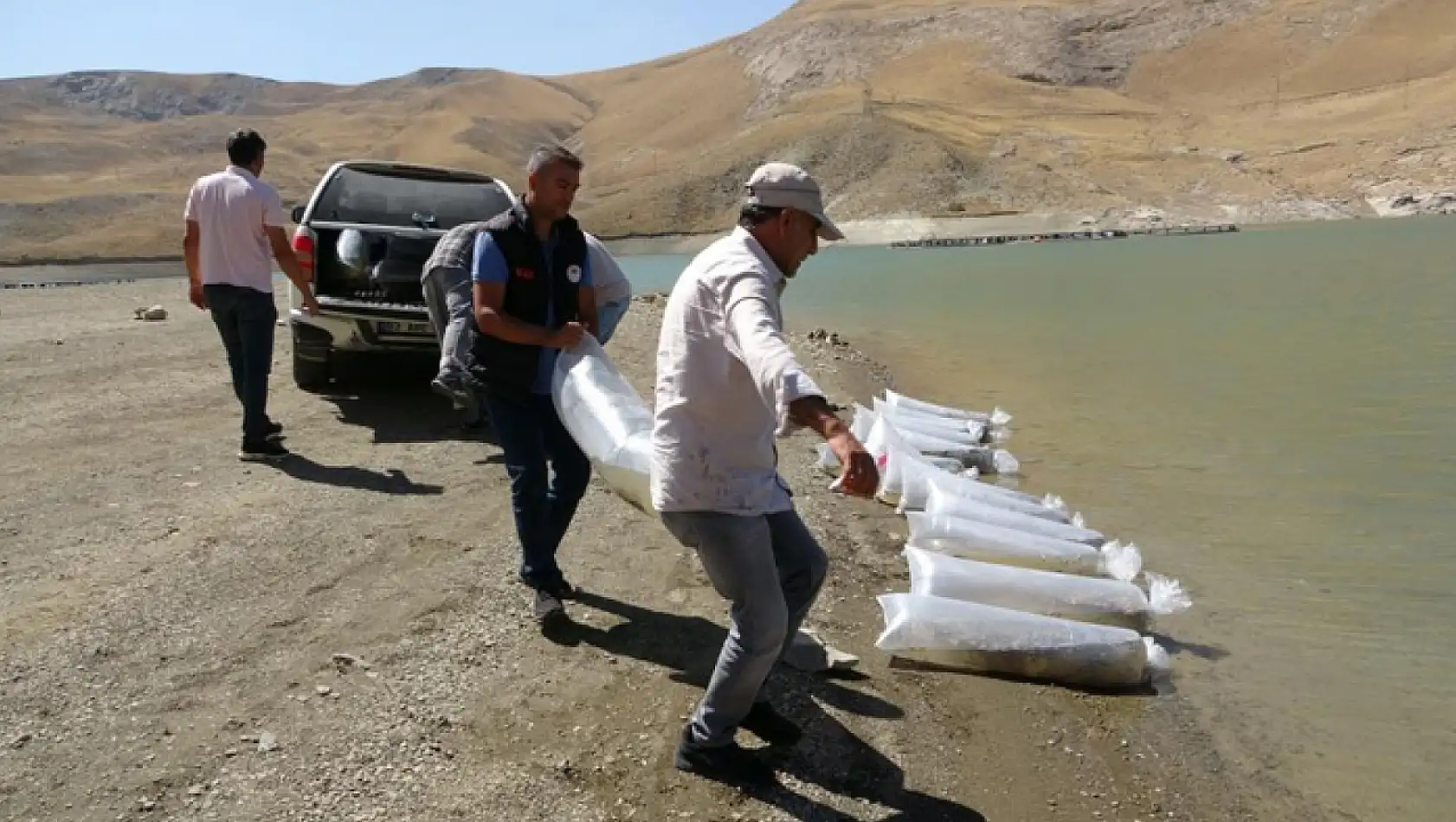 Van'da 400 bin yavru sazan göllere bırakıldı