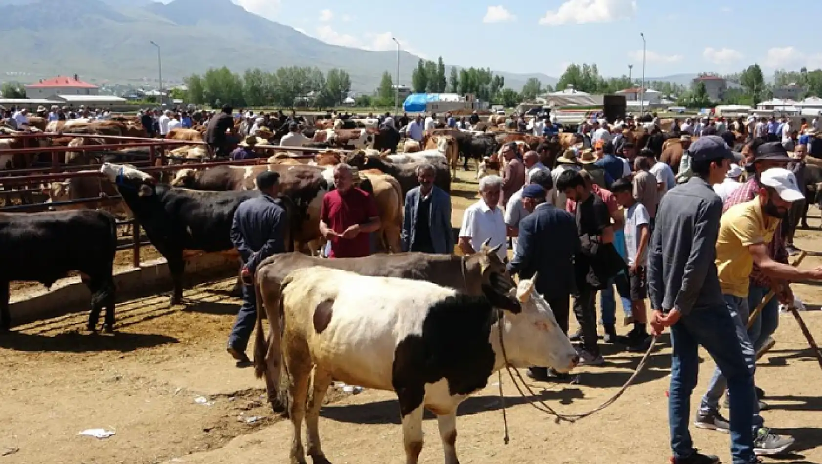 Van'da kurban pazarlarında sıkı pazarlıklar başladı