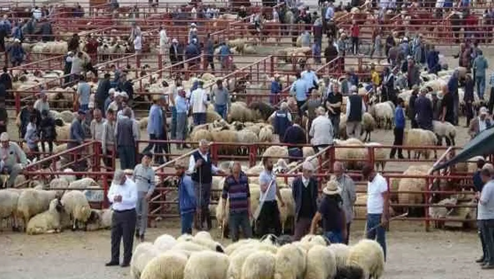 Van'da kurbanlıklar görücüye çıktı