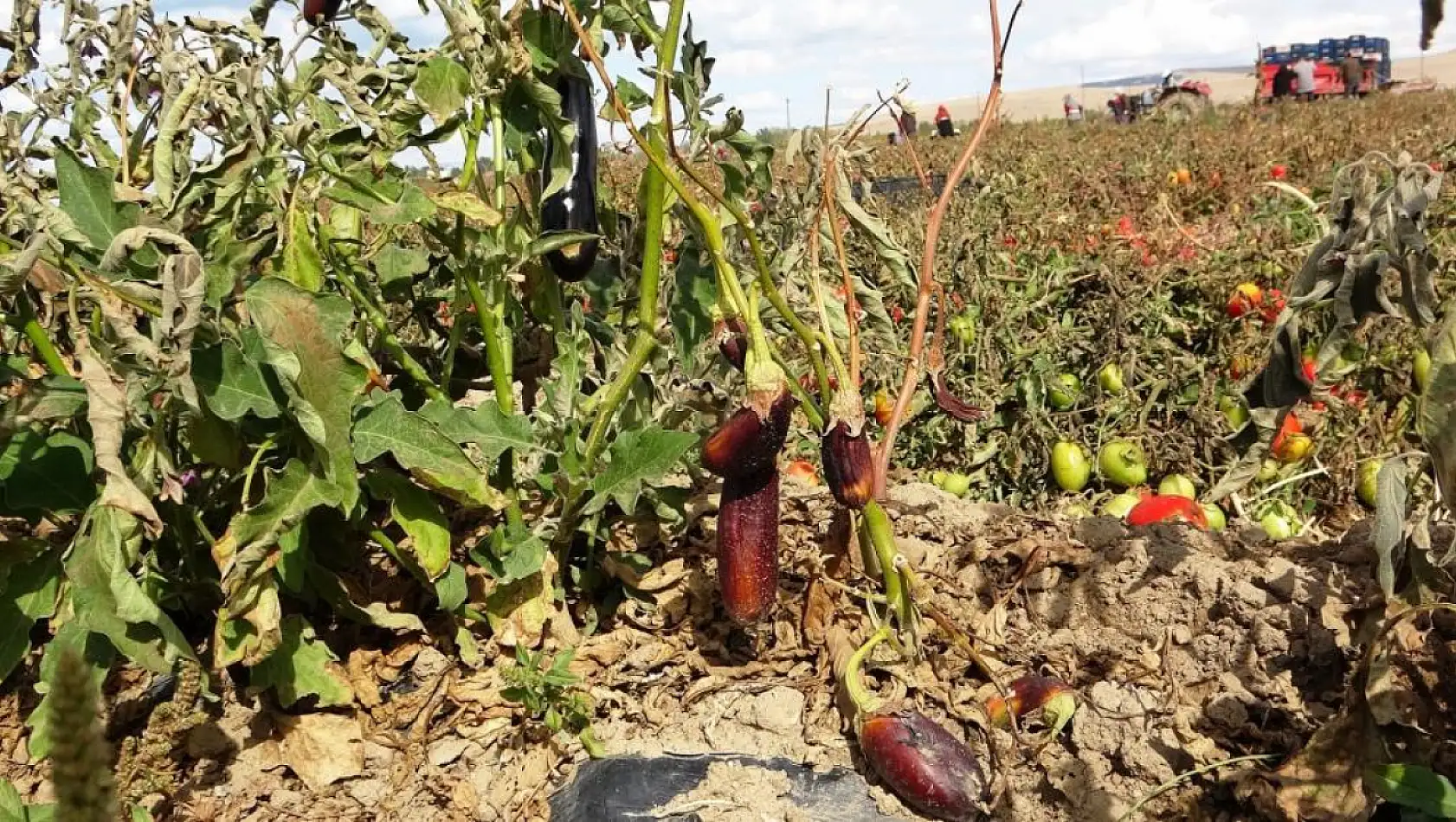 Van'da soğuk hava tarlaları vurdu, tonlarca sebze dondu