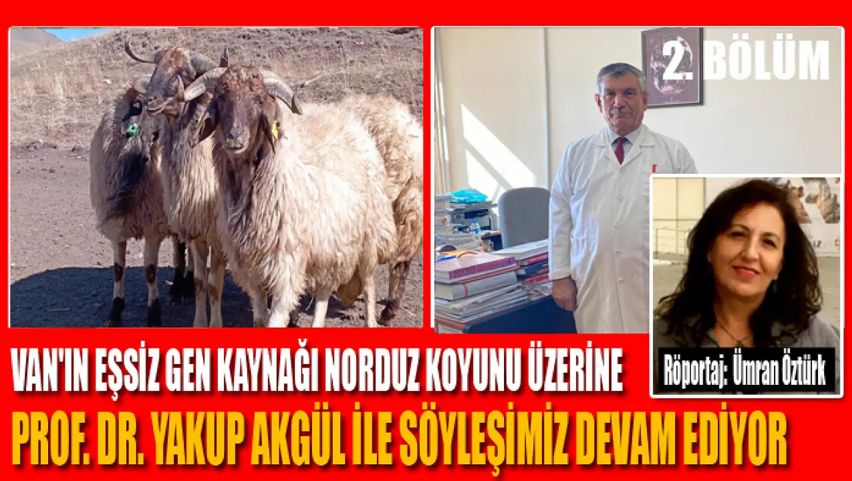 Van'ın Eşsiz Gen Kaynağı Norduz Koyunu Üzerine Prof. Dr. Yakup Akgül ile söyleşimiz devam ediyor