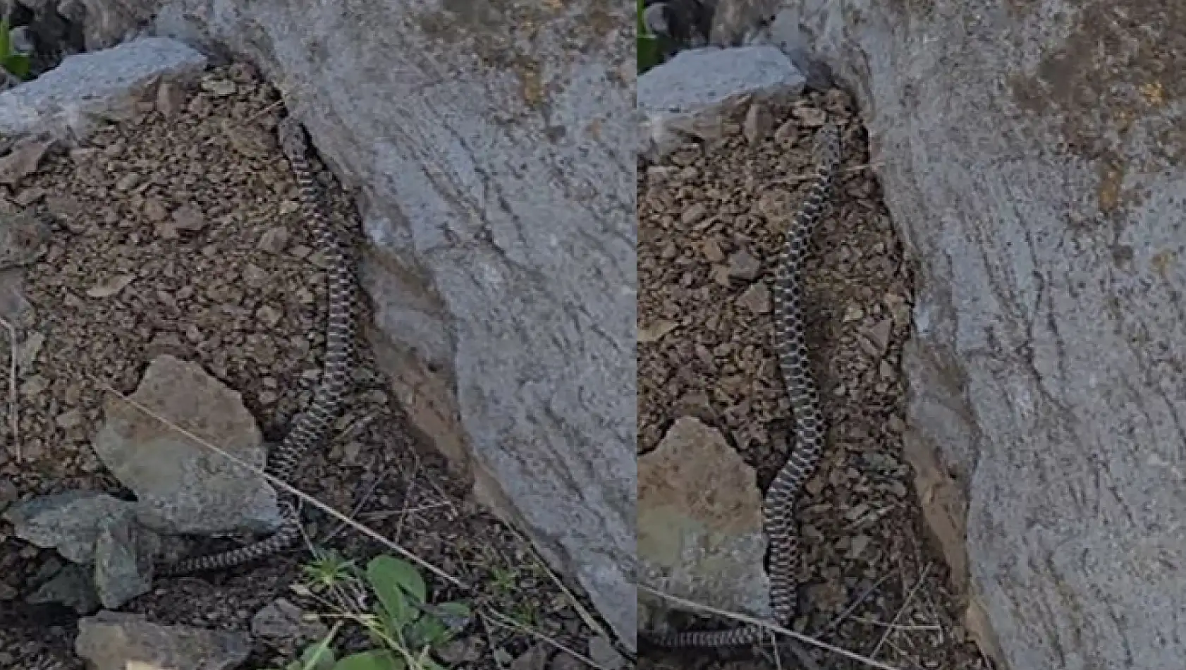 Yaban hayatı için çok önemli… Elazığ'da görüldü