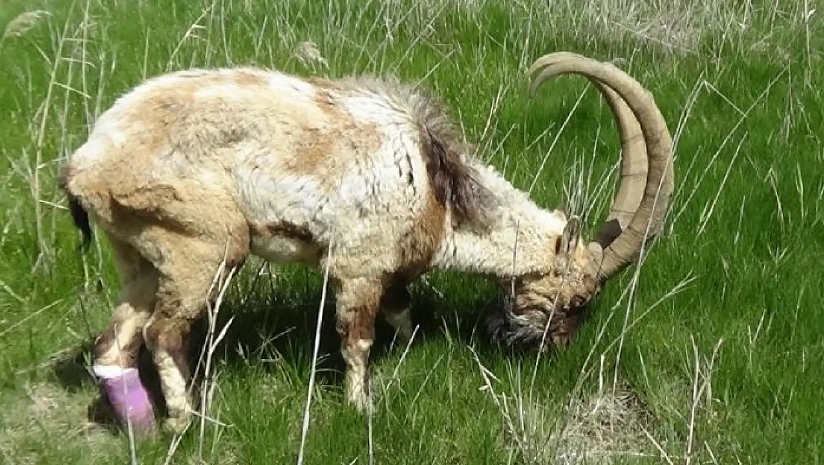 Yaralı halde bulunan yaban keçisi tedavi altına alındı