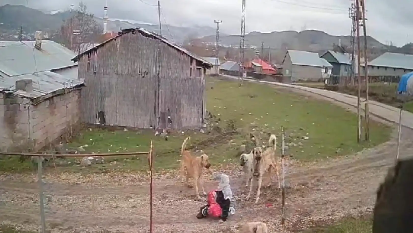 Yaşlı kadına köpekler saldırdı!