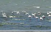 Flamingolar Erçek Gölü'ne gelmeye başladı