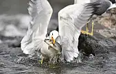 Martıların balık avı