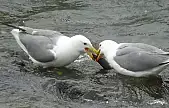 Martıların balık kavgası
