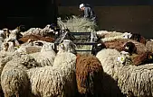 Üniversiteli kurbanlıklar kapışılıyor